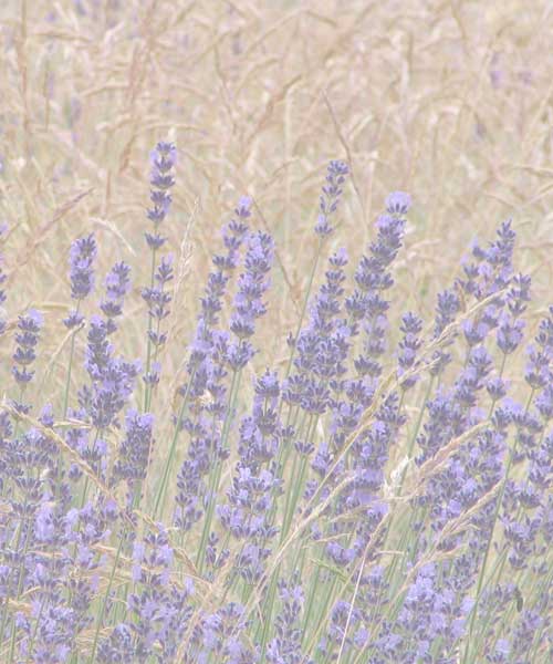 image lavender